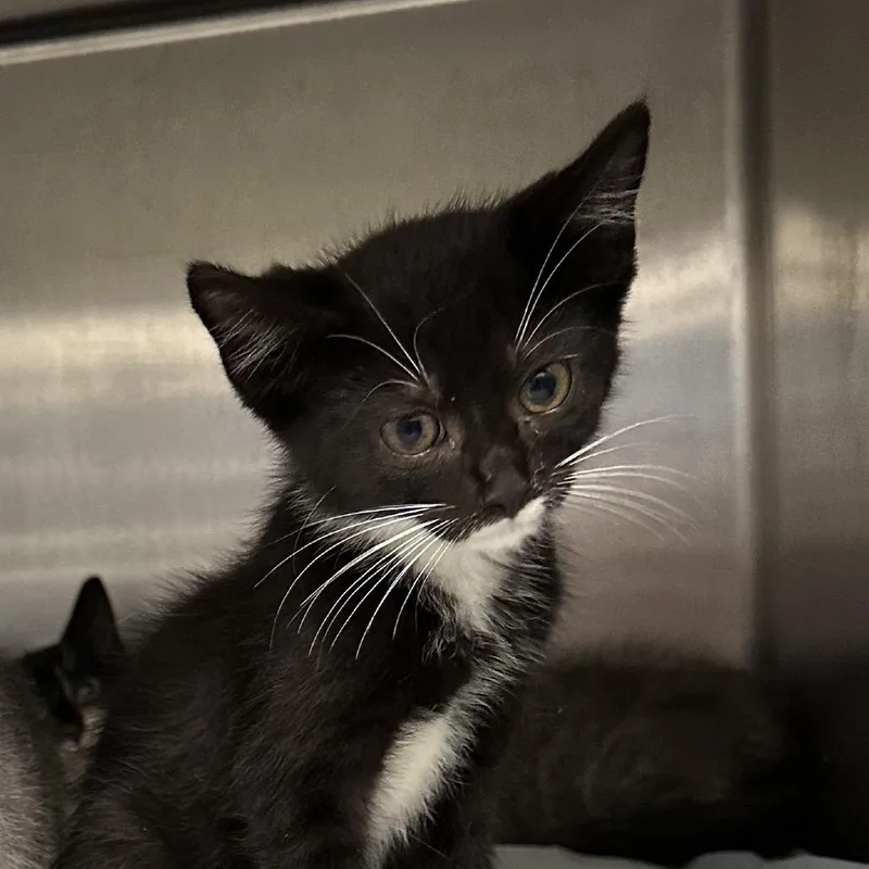 A baby small-sized male Domestic Short Hair cat named Joey for adoption in Corbin, KY