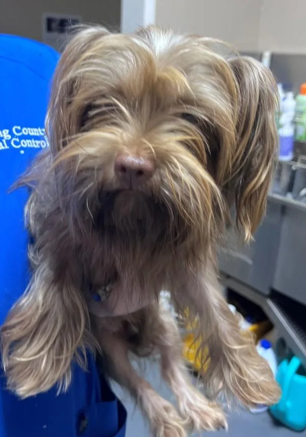 An adult small-sized female Terrier dog named b Maple for adoption in Dallas, GA