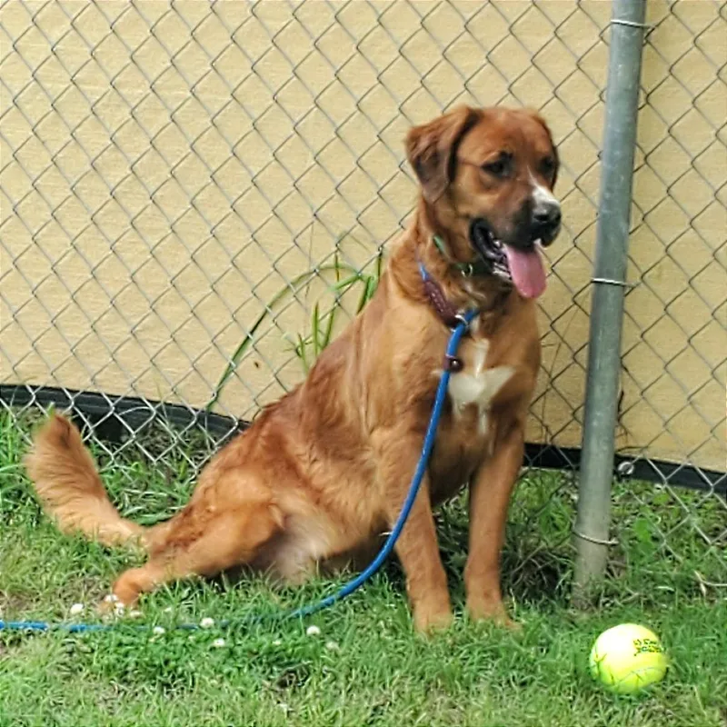 An adult large-sized male Golden Mixed Breed dog named Hank for adoption in Denison, TX