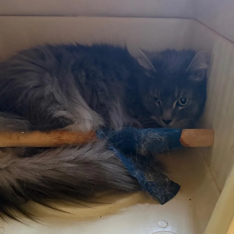 A senior small-sized male Gray / Blue / Silver Domestic Short Hair cat named Gizmo for adoption in Huntsville, AL