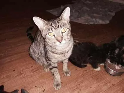 An adult small-sized female Domestic Short Hair cat named Supacell for adoption in Atlanta, GA