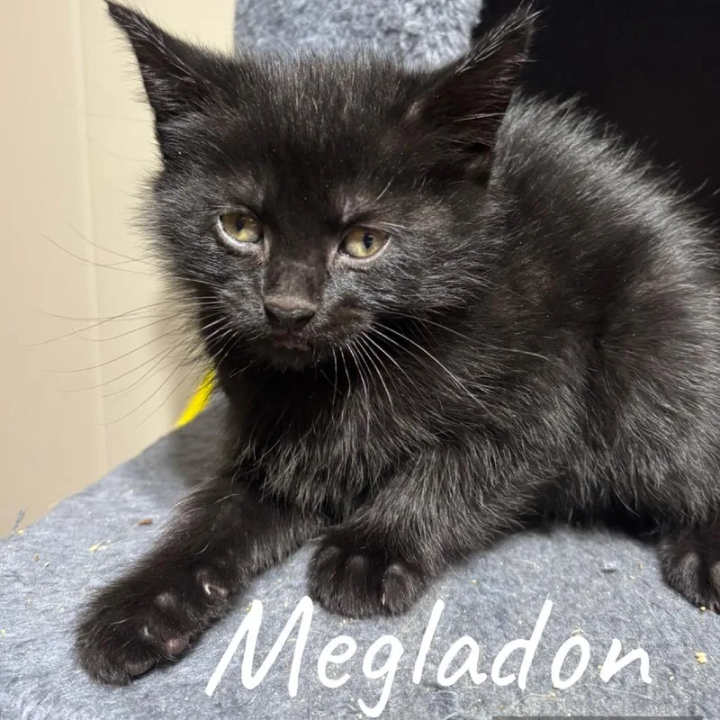 A baby small-sized male Black Domestic Short Hair cat named Megalodon for adoption in DeKalb, IL