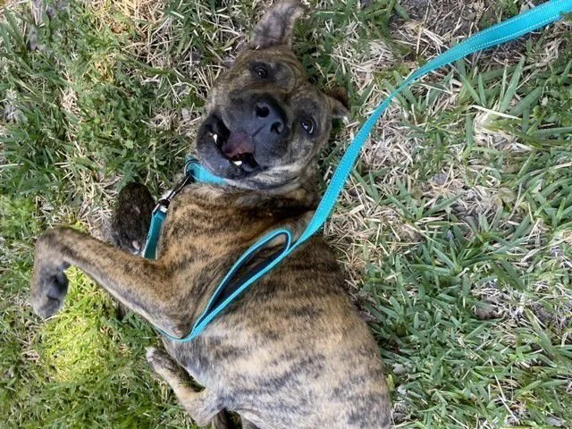 Buttercup thumbnail 2