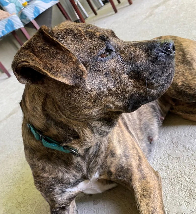 Buttercup thumbnail 3