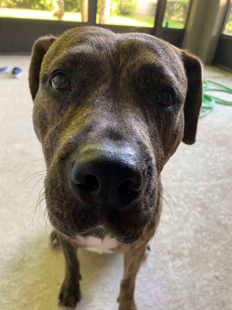 Buttercup thumbnail 4