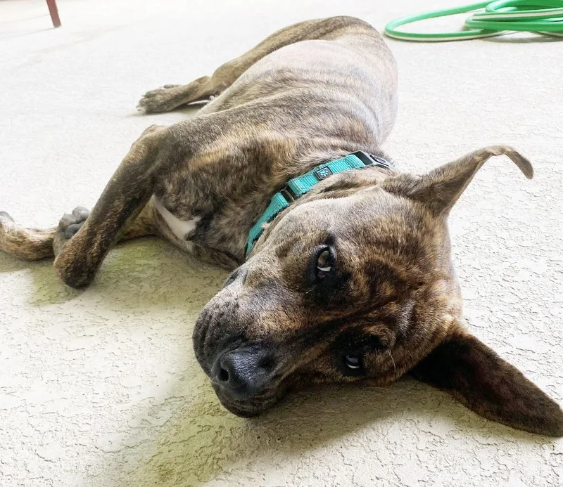 Buttercup thumbnail 5