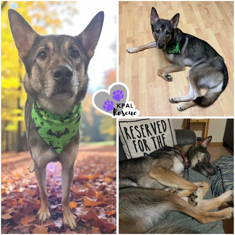 An adult large-sized male Apricot / Beige Mixed Breed dog named Scrawny Butt for adoption in Kenai, AK