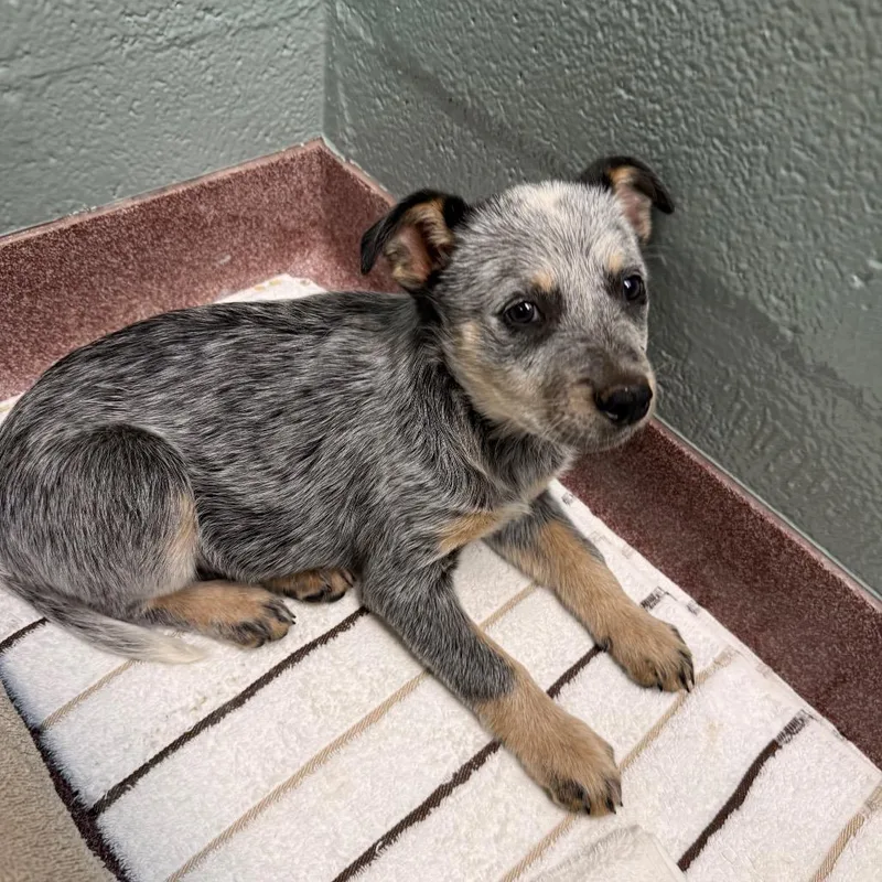 A baby small-sized female Black Mixed Breed dog named Crackle for adoption in Asheville, NC