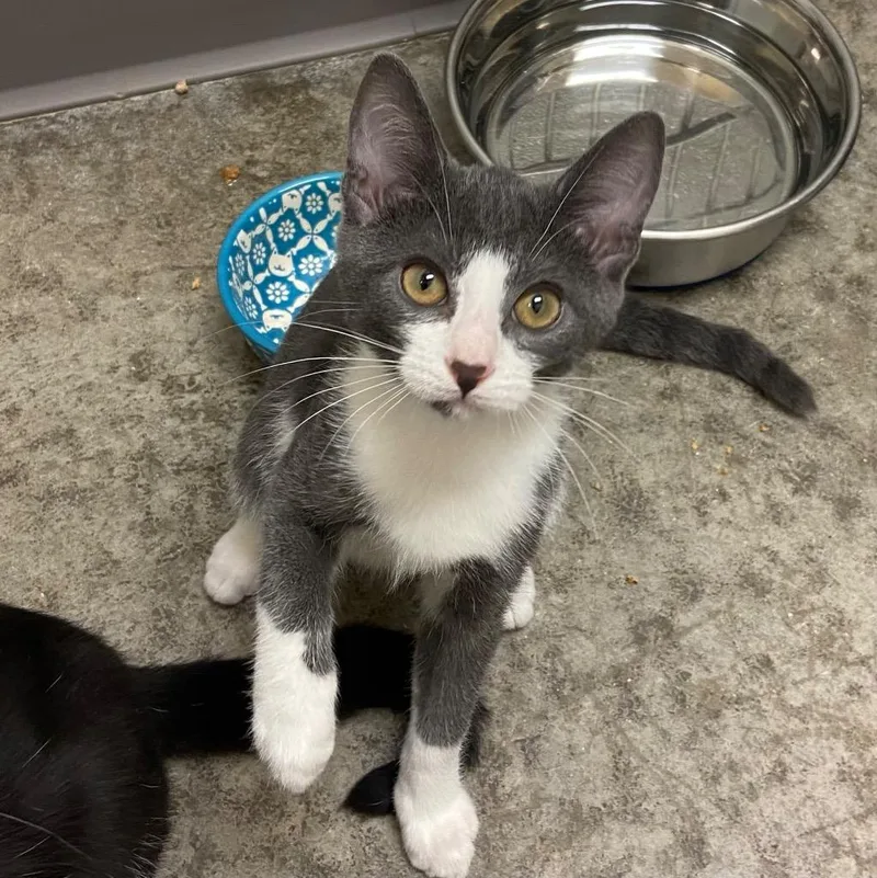 A young medium-sized male Domestic Short Hair cat named Pikachu for adoption in Clinton, SC