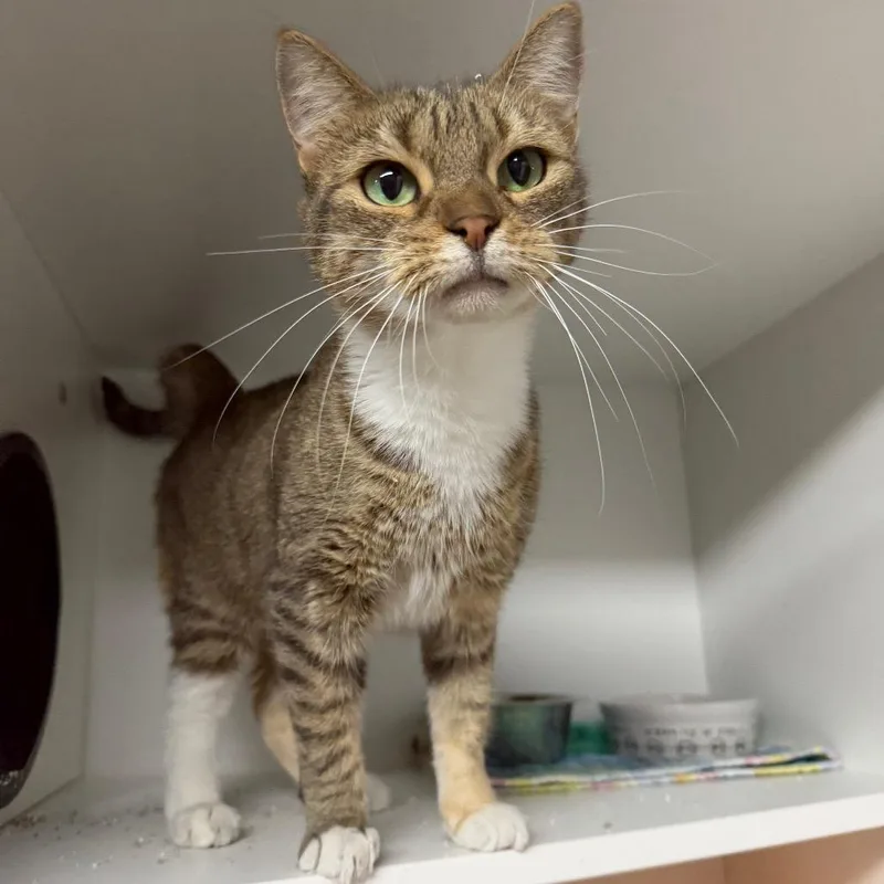 A senior medium-sized female Domestic Short Hair cat named Butternut Squash for adoption in Waynesville, NC