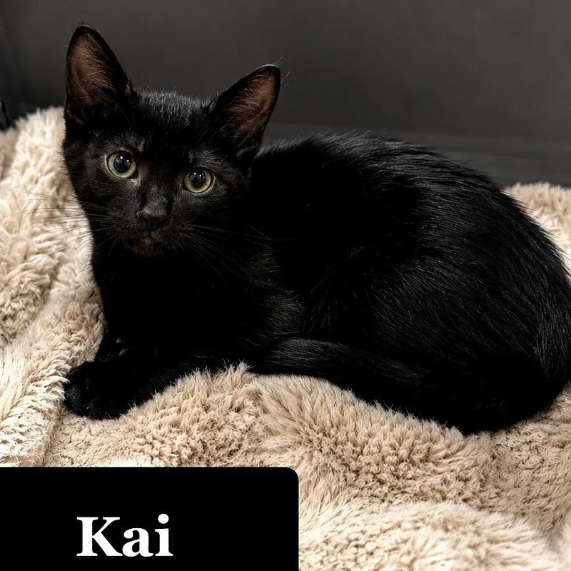 Kai thumbnail 2