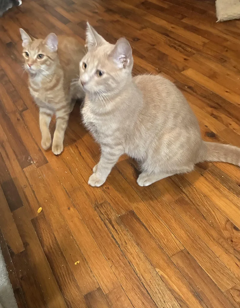 Ernie & Archie bonded thumbnail 2