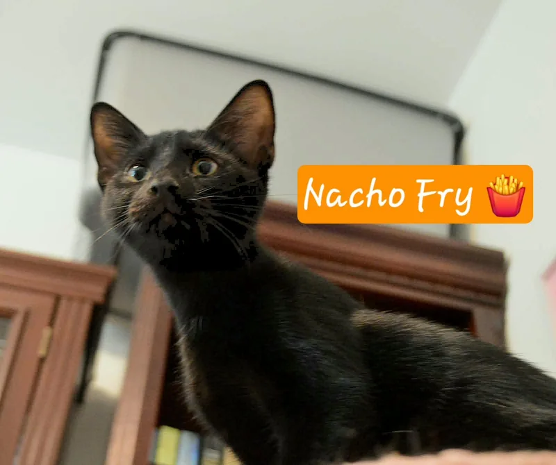 A baby medium-sized male Black Domestic Short Hair cat named Nacho Fry for adoption in Fort Oglethorpe, GA