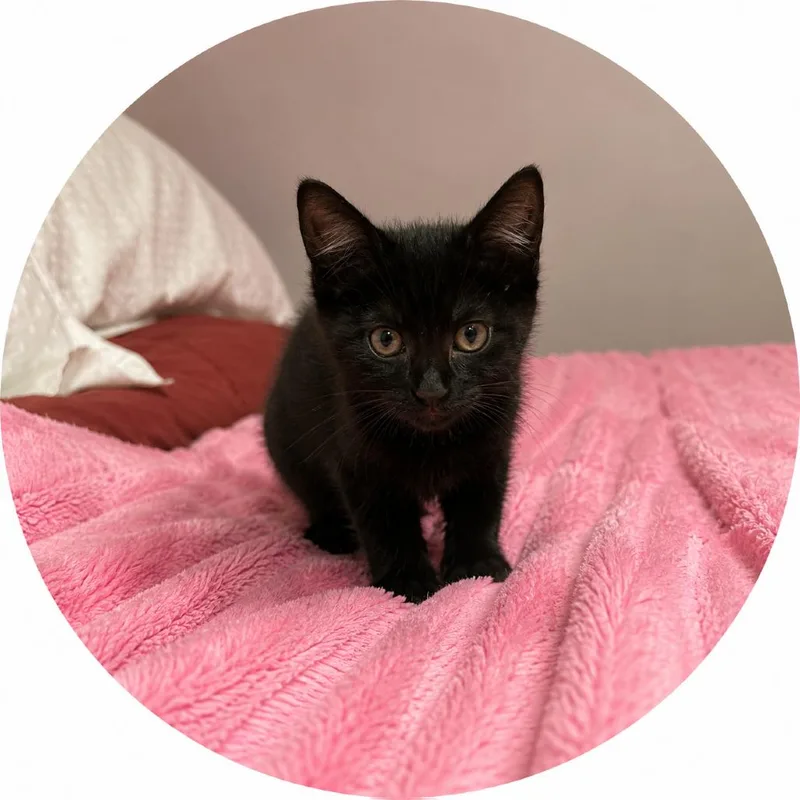 A baby small-sized female Black Domestic Short Hair cat named Isla for adoption in Hopkinton, MA