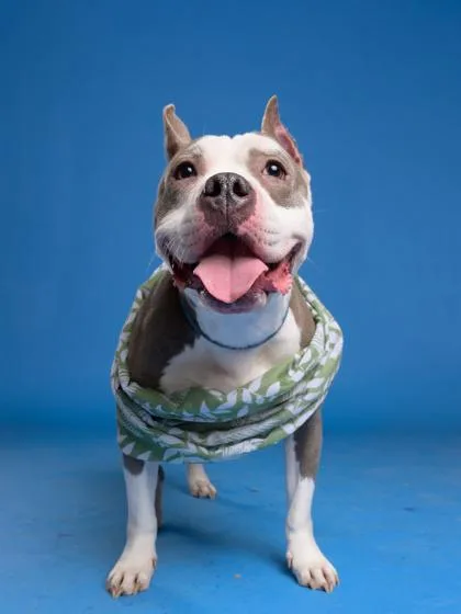 An adult medium-sized female Mixed Breed dog named Tricky for adoption in Atlanta, GA