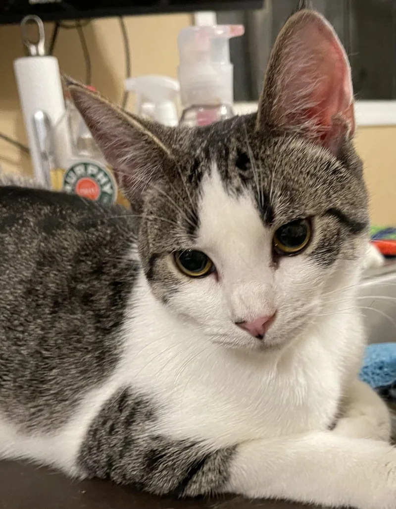 Wobble Litter thumbnail 2