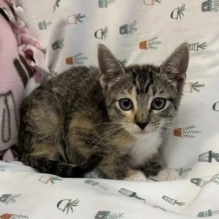 A baby small-sized female Torbie Domestic Short Hair cat named Neptune for adoption in Hawthorne, CA