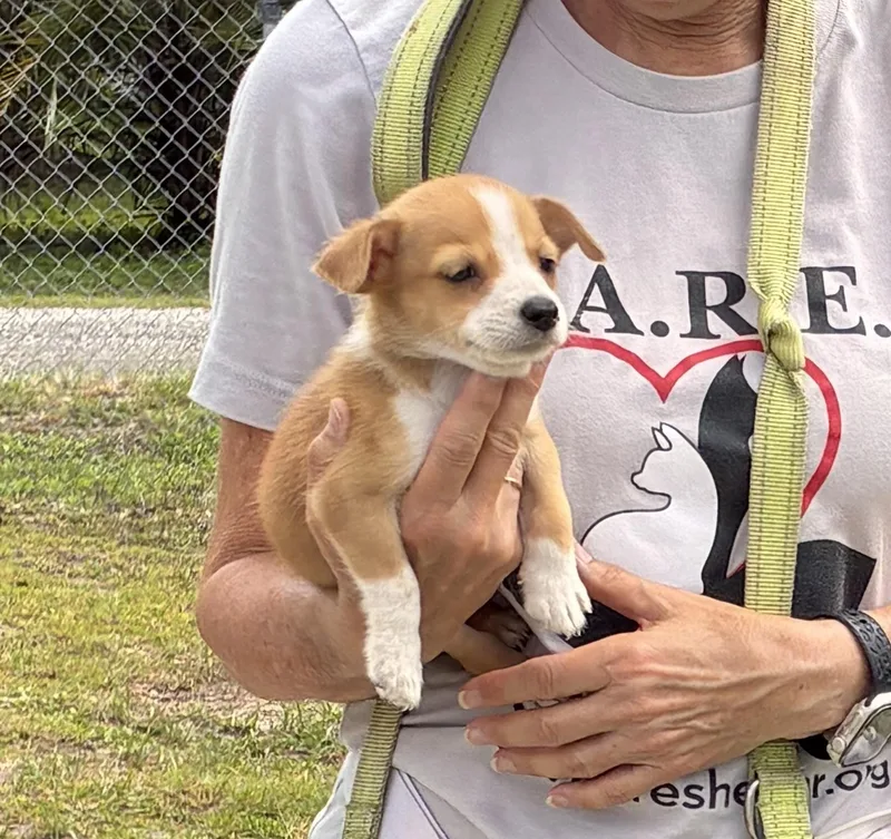 A baby small-sized male Golden Mixed Breed dog named Beck for adoption in Ruskin, FL