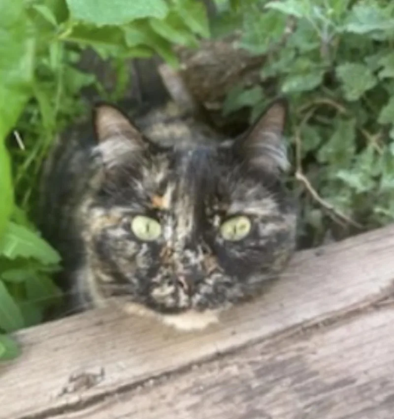 An adult medium-sized female Tortoiseshell Domestic Medium Hair cat named Lemur for adoption in Deming, NM