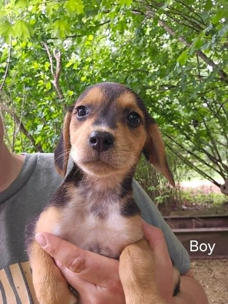 A baby small-sized male Beagle dog named Carter for adoption in Newaygo, MI