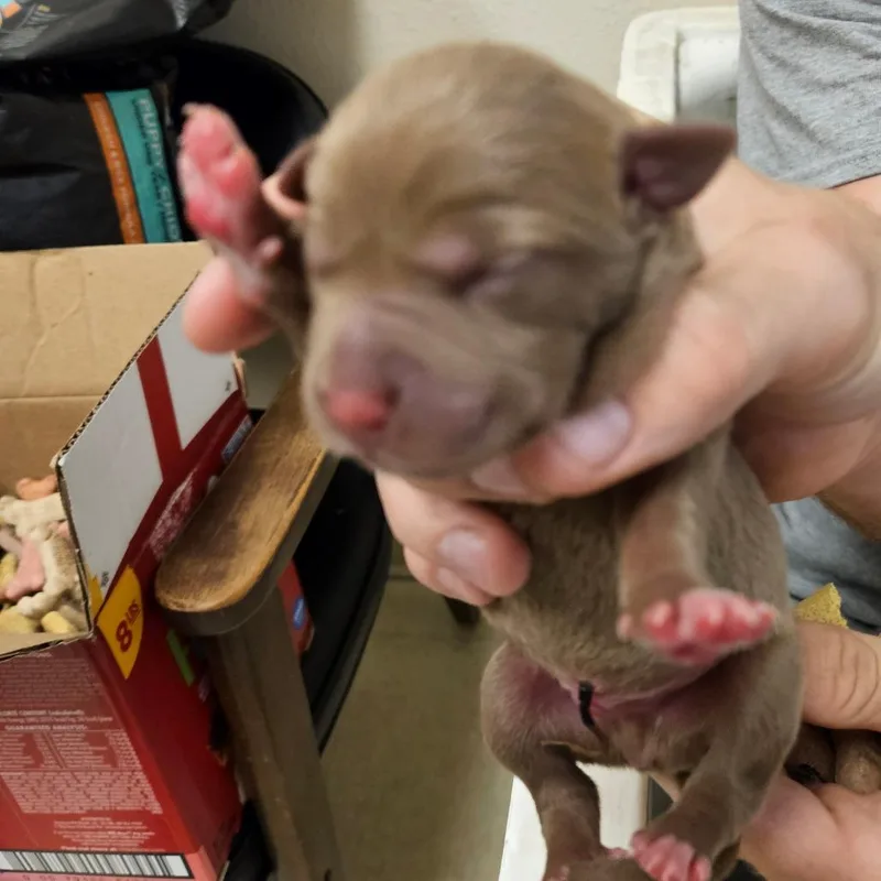 A baby small-sized male Brown / Chocolate Mixed Breed dog named _____ for adoption in Lake Panasoffkee, FL