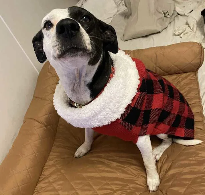 An adult medium-sized female Tricolor (Brown, Black, & White) Jack Russell Terrier dog named Precious for adoption in Inez, TX