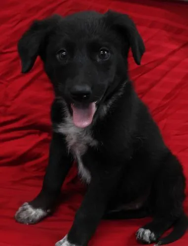 Tux