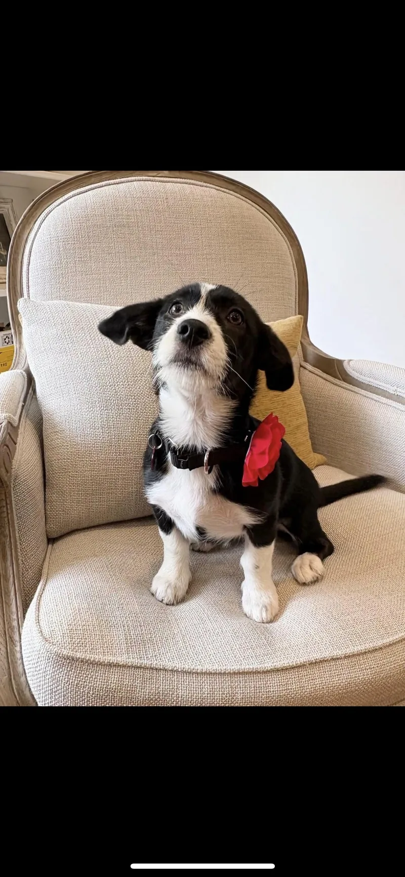 A baby small-sized female Black Wirehaired Terrier dog named Lily for adoption in Branford, CT