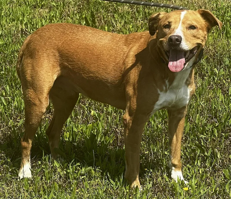 An adult medium-sized female American Bulldog dog named Willow for adoption in Pryor, OK