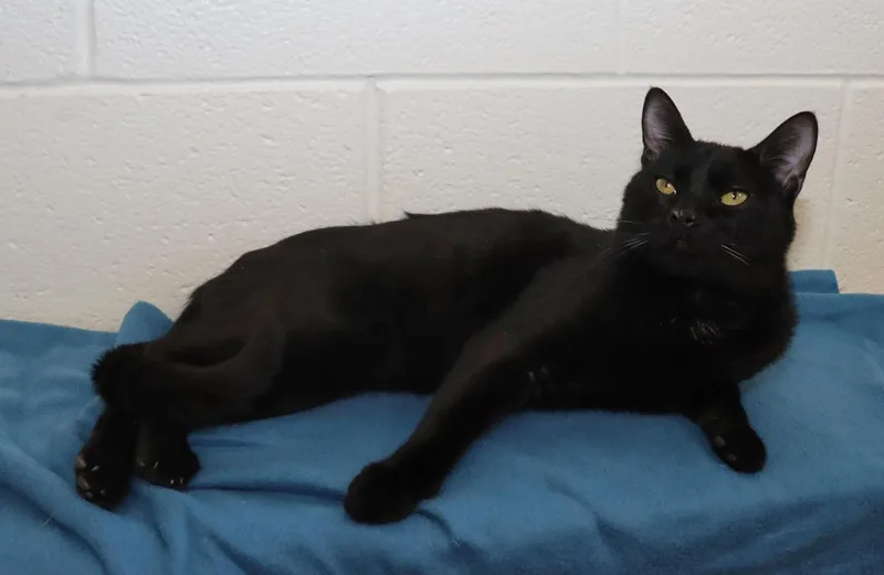A young large-sized male Black Domestic Short Hair cat named Caius for adoption in Euclid, OH