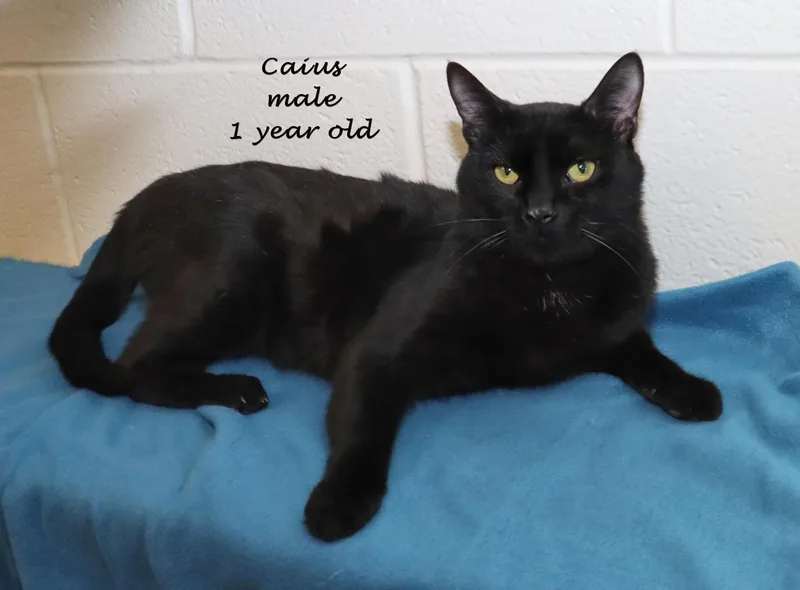 Caius thumbnail 3