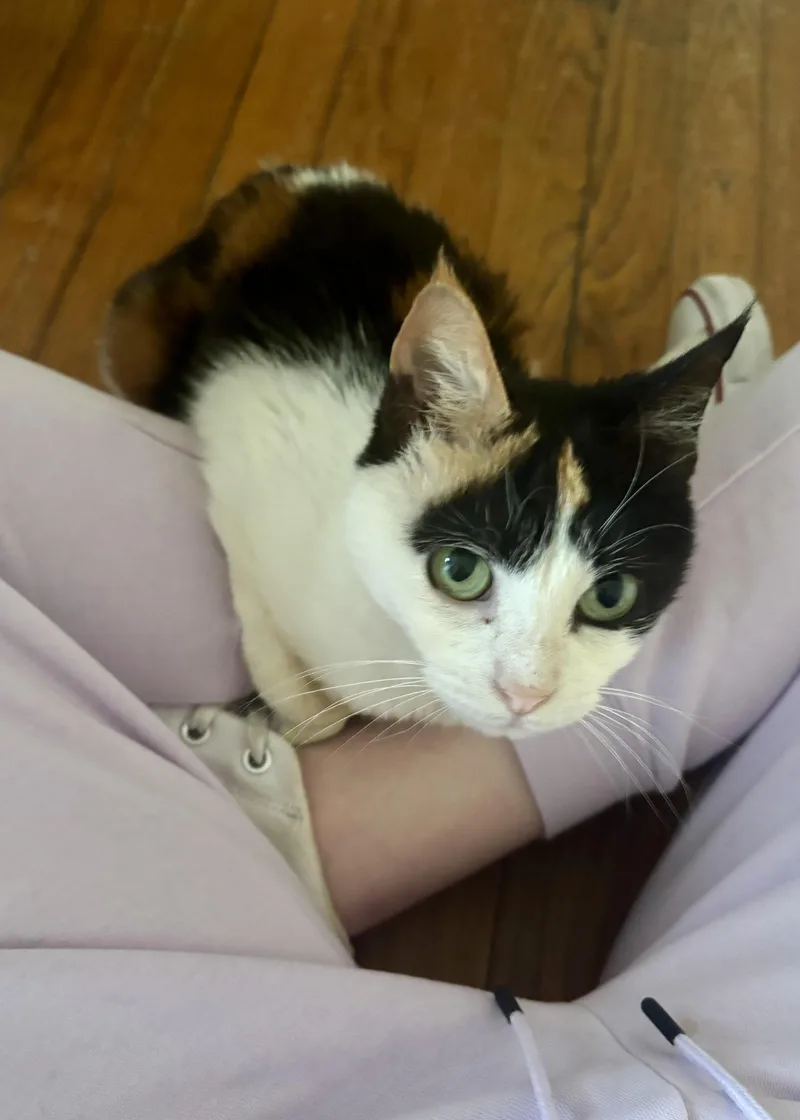 Miss Cleo thumbnail 2