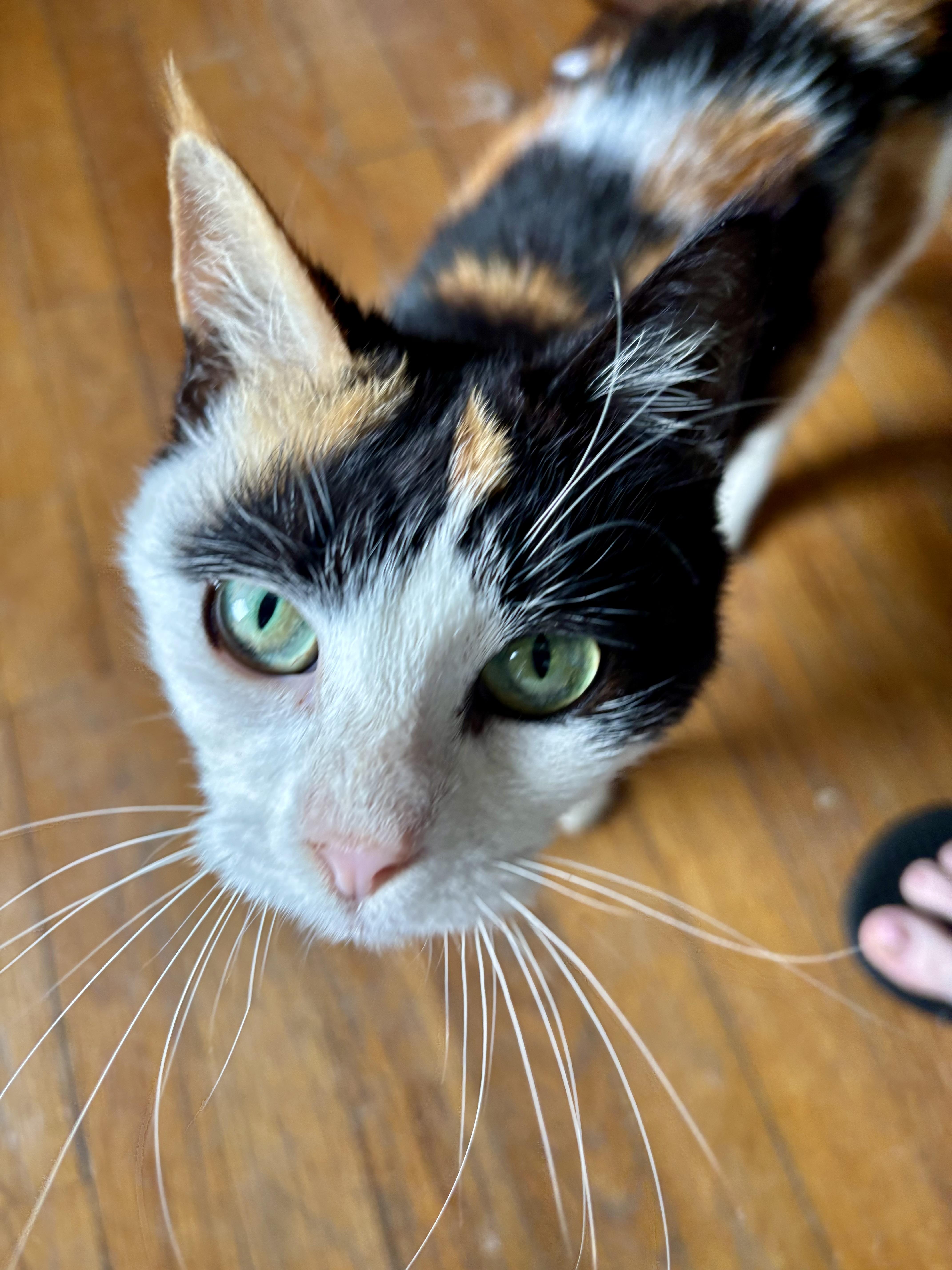 Miss Cleo thumbnail 5