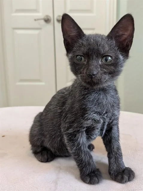 A baby small-sized male Domestic Short Hair cat named Gus for adoption in Conroe, TX