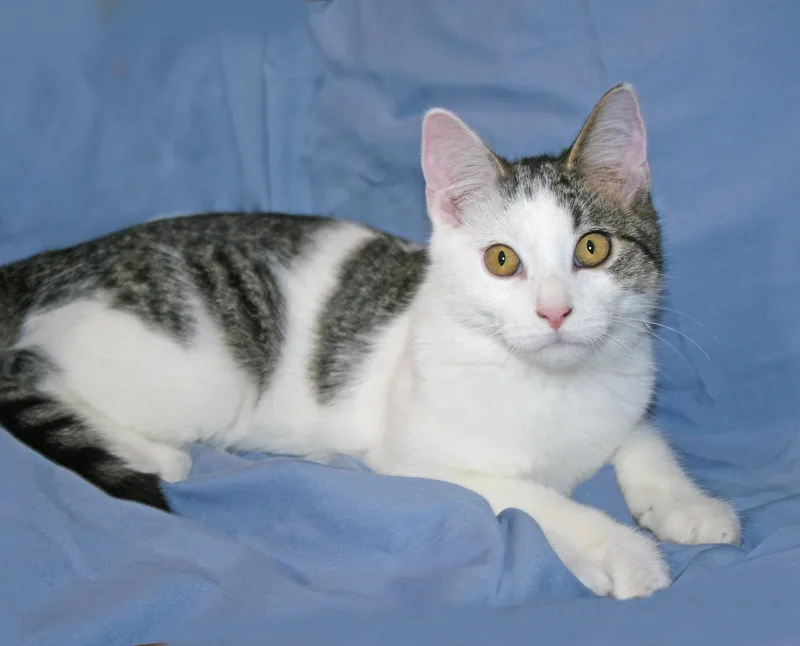 A baby medium-sized male Domestic Short Hair cat named Sebastian for adoption in Victoria, MN