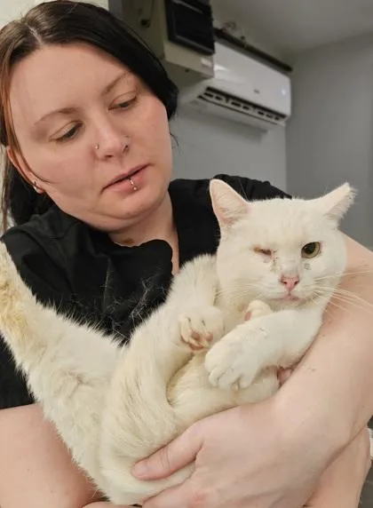 An adult small-sized female Domestic Short Hair cat named Tamara for adoption in West Chester, PA