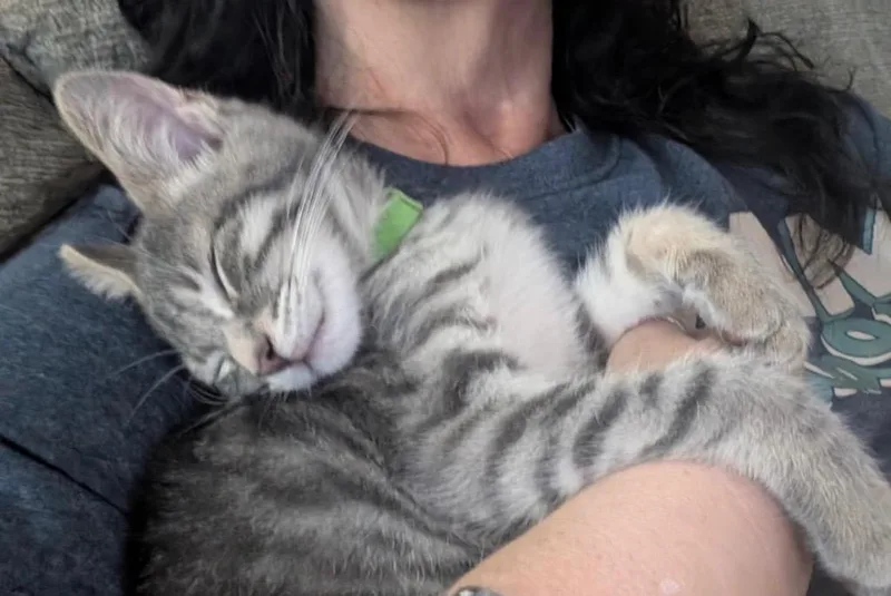 A baby small-sized female Domestic Short Hair cat named Grace for adoption in Gorham, ME