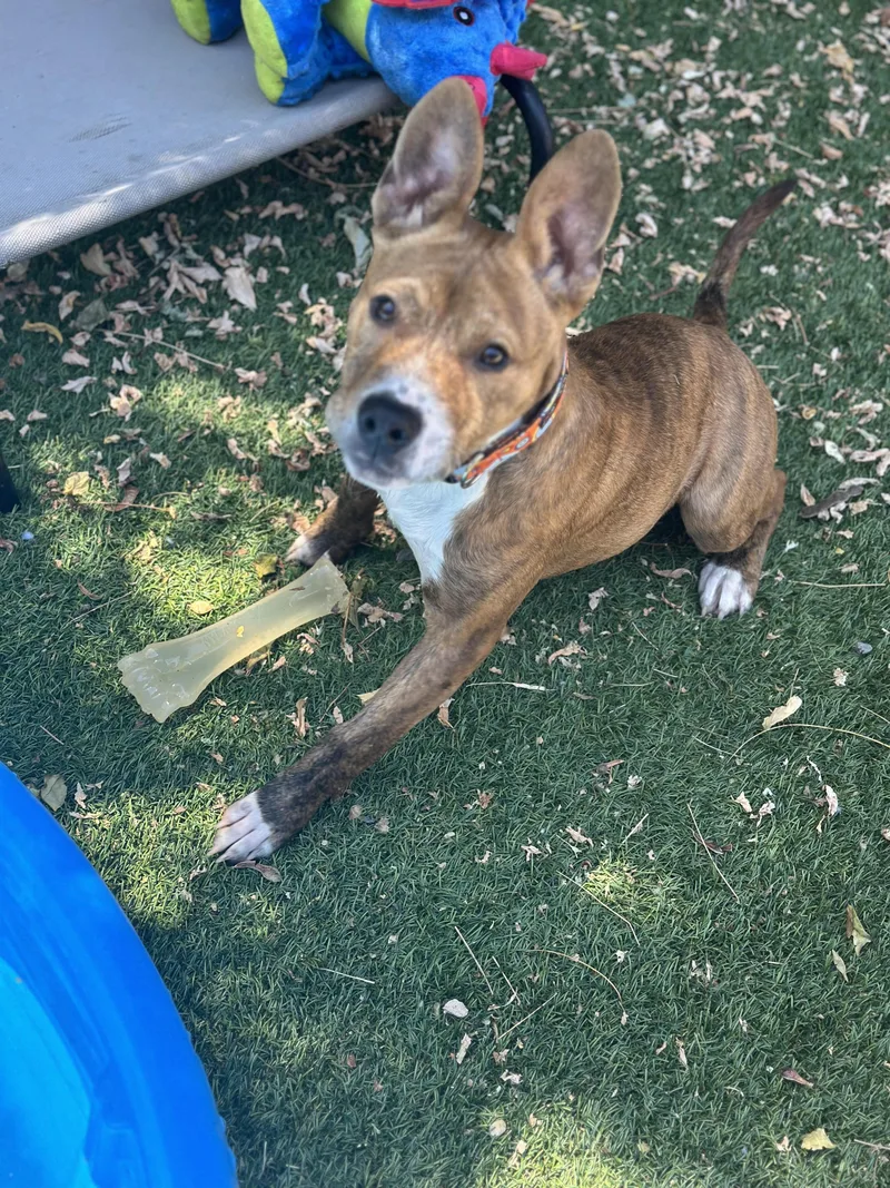 A young large-sized male Brindle Pit Bull Terrier dog named Tigger for adoption in SACRAMENTO, CA