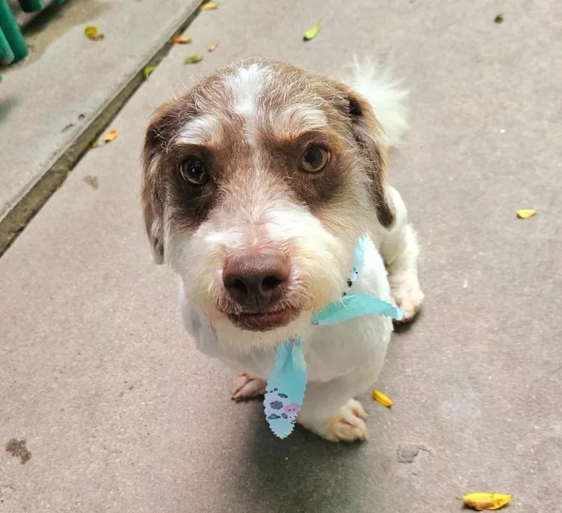 An adult small-sized male Schnauzer dog named Marvin for adoption in Los Angeles, CA