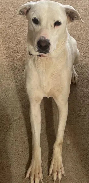 An adult large-sized female Mixed Breed dog named Leona for adoption in Fayetteville, AR