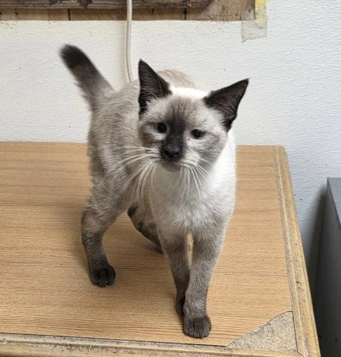 A baby small-sized male Siamese cat named Dorian C Weaver for adoption in Saunderstown, RI