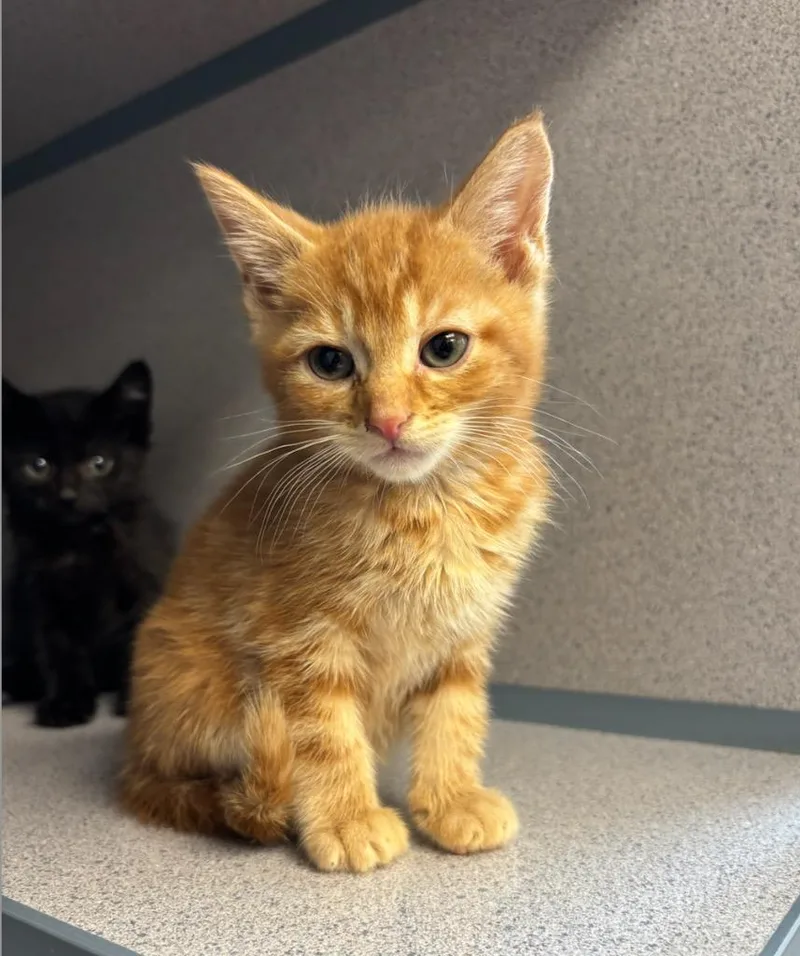 A baby small-sized male Domestic Short Hair cat named Prince Whiskerson for adoption in Liverpool, NY