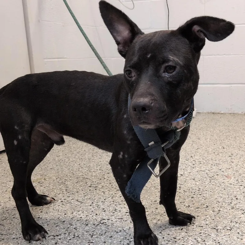 An adult medium-sized male Black Staffordshire Bull Terrier dog named Scotch on the Rocks for adoption in Hattiesburg, MS