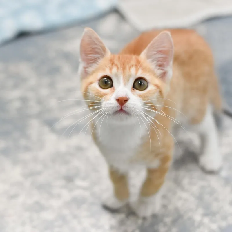 A baby small-sized male Orange / Red Domestic Medium Hair cat named Tofu for adoption in Kailua Kona, HI