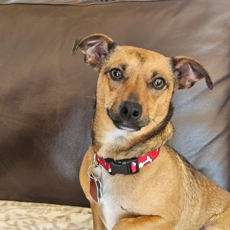 A young small-sized male Golden Chihuahua dog named Gravis for adoption in Covington, WA