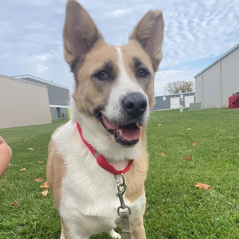 An adult medium-sized female Mixed Breed dog named Lady Juno for adoption in Racine, WI