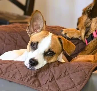 A young medium-sized female Rat Terrier dog named Tater Tot for adoption in tracy, CA