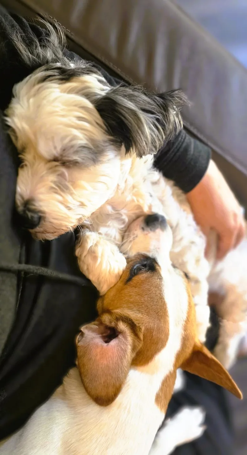 Tater Tot thumbnail 2