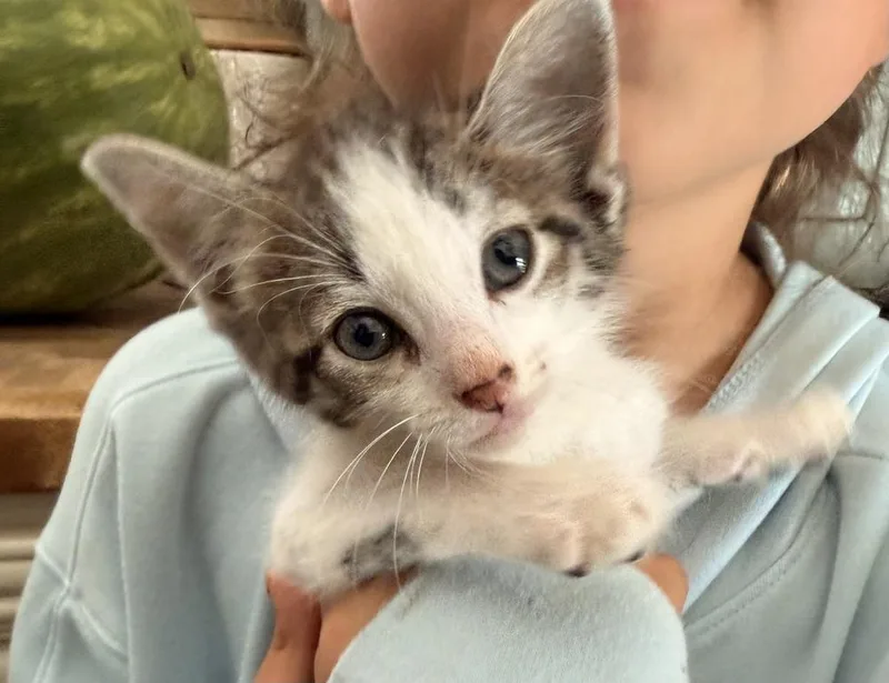 A baby small-sized male Domestic Short Hair cat named Izra for adoption in Poplar Grove, IL