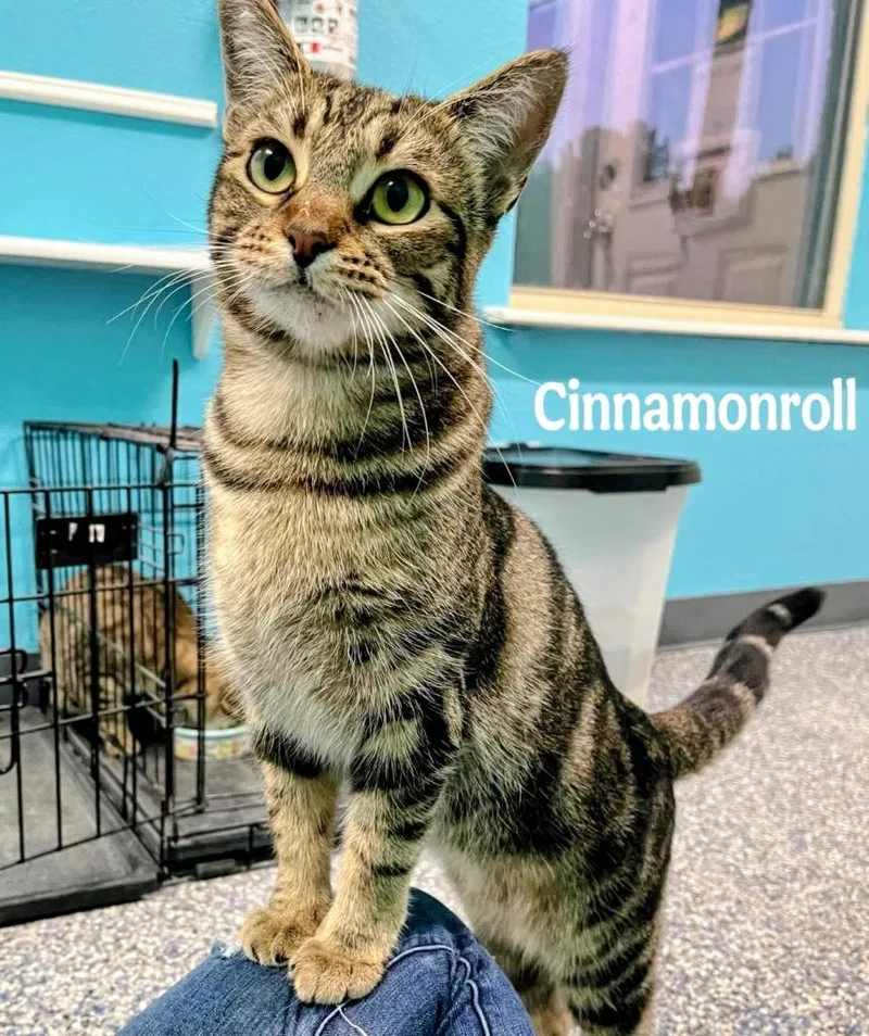 A young medium-sized female Domestic Short Hair cat named Cinnamonroll for adoption in Magnolia, TX